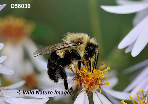 Common Eastern Bumble Bee (Bombus impatiens)